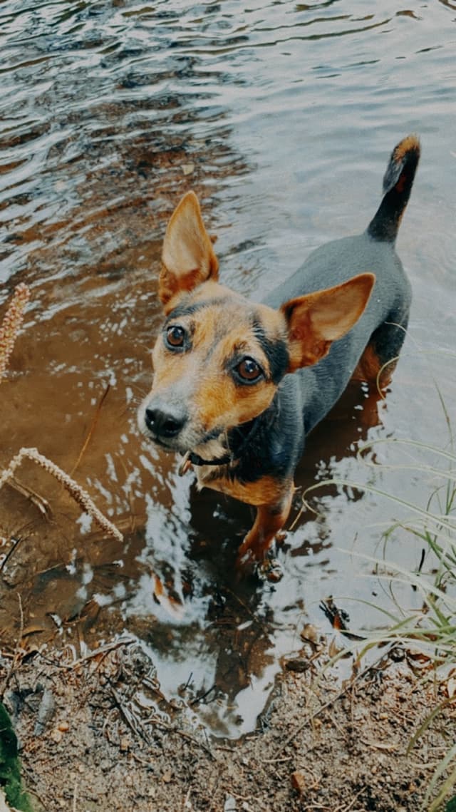 A small dog standing in shallow water, looking up