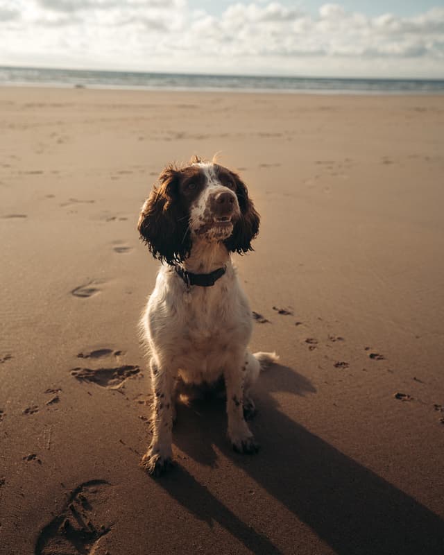 A spaniel sitting on a beach at golden hour